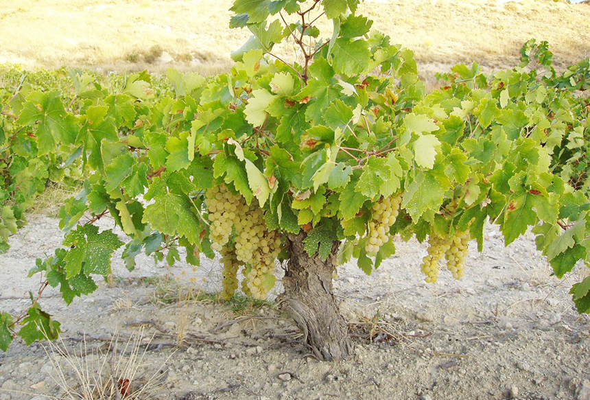 枞木国际酒庄丨影响葡萄酒品质的因素有哪些