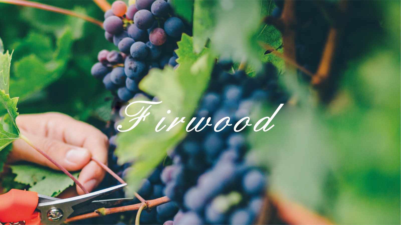 红葡萄酒各有各的味儿：简述5大红葡萄品种的风味特征